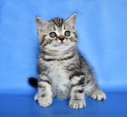 Мраморный котик