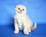 Фолдик редкого окраса