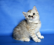 Вискасная черепашка