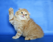 Красный хайленд-фолд