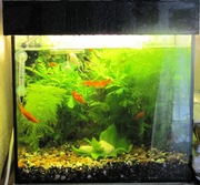 АКВАРИУМ 54л.