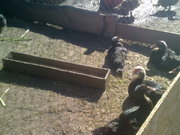 Продам шикарных индоуток!