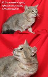 Невероятно ласковый Серго ищет дом.