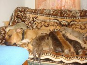 Продаються хороші щенята породи амстафф!!!