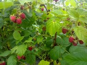 малина, саженцы, покровская, глен ампл, полка, малину саженцы купить, ремонтантная