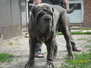 Щенки величественного Мастино Неаполетано.