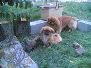 продаются пекинесы