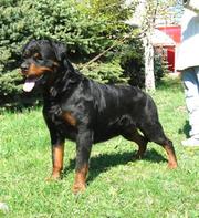 Щенки ротвейлера