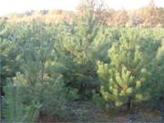 Новогодние сосны и елки оптом от частного питомника