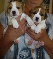 Продаются щенки Джек-Рассел терьера