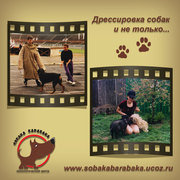 профессиональная дрессировка собак, свиней