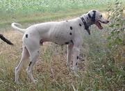 Отдам далматина в хорошие руки