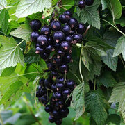 Продажа опт/розница куст смородина