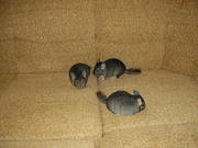 Шиншиллы в вашем доме.