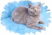 Лиловый британский котенок,  купить лилового котенка британца