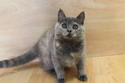 Ласковая и игривая британская девочка,  продажа британских котят