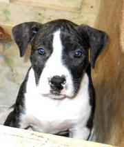 Американский стаффордширский терьер.