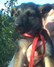 чистокровные немецкие овчарята