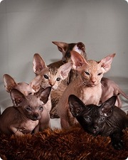 котята Донские сфинксы