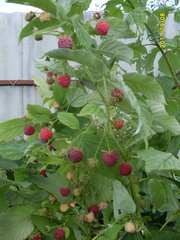 Продаю саженцы малины Херитейдж.