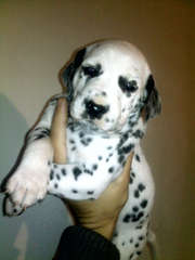 Далматинцы. Продам щенков.