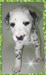 Далматинцы