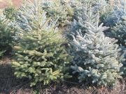 продам ель голубую, ель зеленую