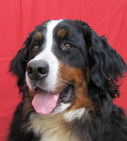 Продаю элитных щенков бернского зенненхунда от титулованных родителей