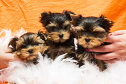 Щенки йоркширдского терьера