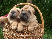 срочно продам очаровательных шарпеев