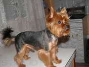 Стрижка собак НЕДОРОГО на дому и с выездом