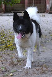 Американская акита подрощеный кобель