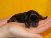 Продам ценка йоркшерского терьера, девочка шоу класса!