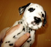 Далматинцы.