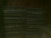 Перепелиное инкубационное яйцо - хороший вывод - крупные птенци - элит