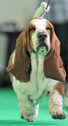 бассет-хаунд