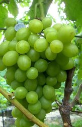 Продам саженцы и лозу раннего винограда