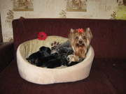 Щенки йоркширского терьера-элит класса