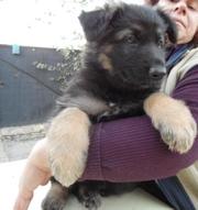 Продам щенков немецкой овчарки