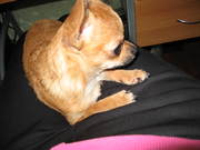 Элитная чихуахуа!!!