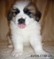 Щенки московской сторожевой с документами