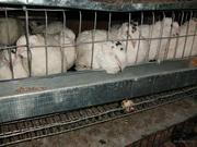 Продам перепелов, цесарок, яйцо, клетки.