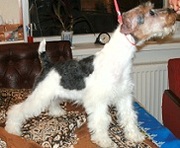 Щенок ж-ш фокстерьер ищут хозяев