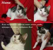 Котик Митя ищет человека с добрым сердцем…