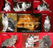 Очень нужна Ваша помощь пожилой женщине и ёё беззащитным питомцам!!!