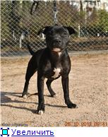 Щенки стаффордширского бультерьера