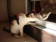 Кошка Мурыся - так хочется доброты…