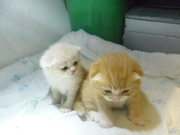 Очаровательные шотландские вислоухие котята