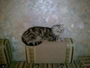 кот британец ищет кошку для вязки. дата рождения 7.04.2011 года привит