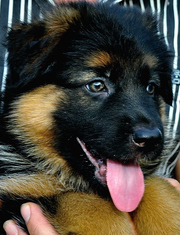 Продаются классные щенки немецкой овчарки с родословной.